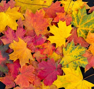 Autumn Travel